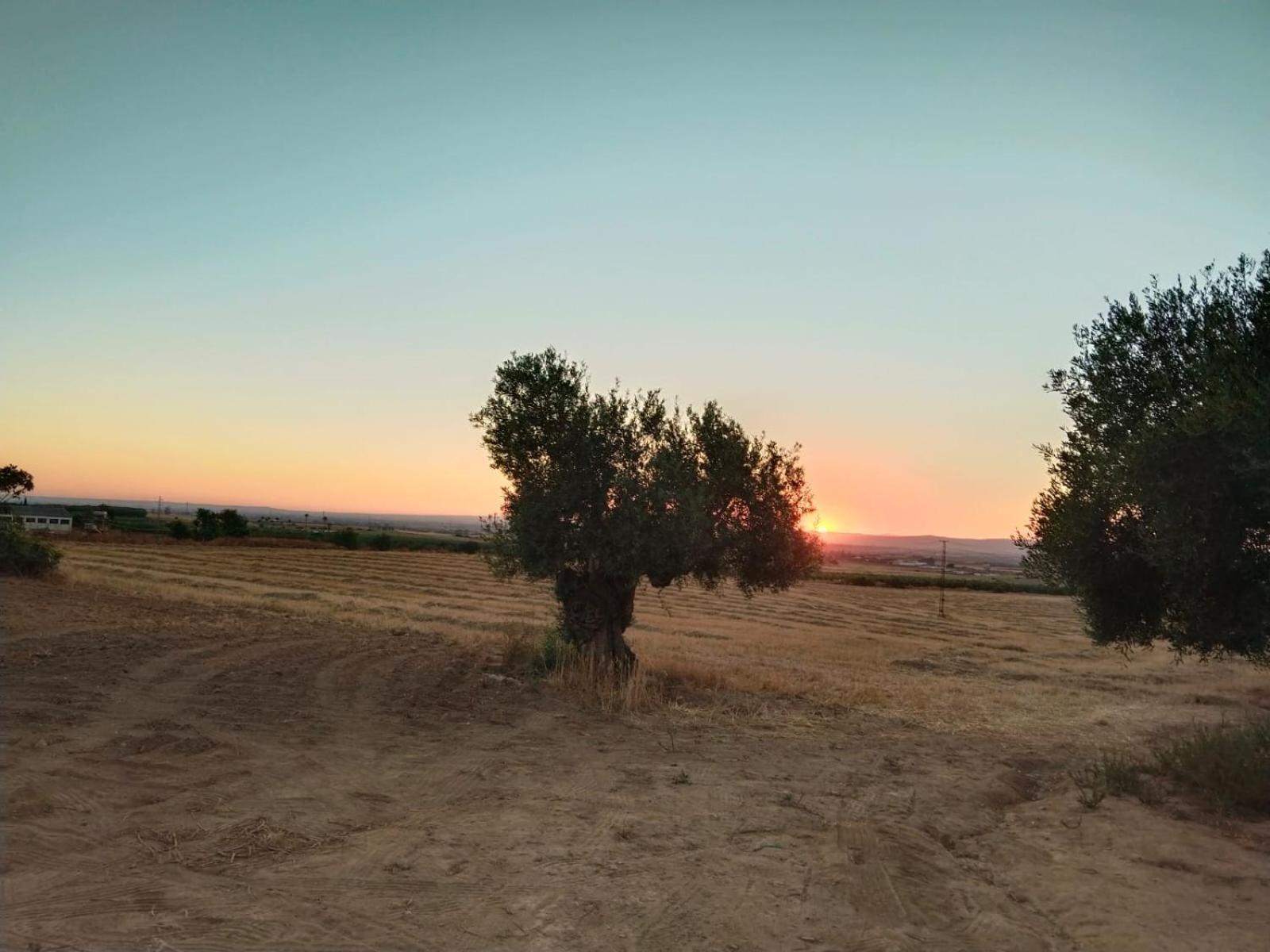 Casa Rural Cerro Campon Carmona  Esterno foto